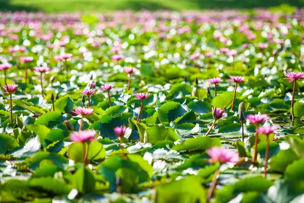 Bright and beautiful water lilies on a tropical pond.