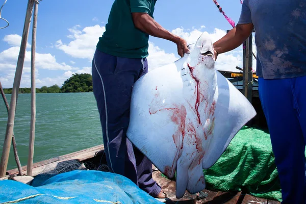 A Stingray hasított test halász kezében halászhajón. — Stock Fotó