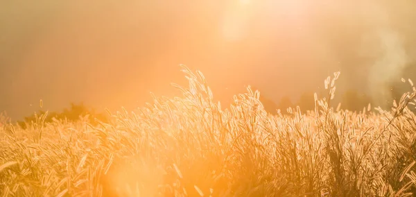 Die untergehende Sonne durch Berge auf tropischem Grasland. — Stockfoto