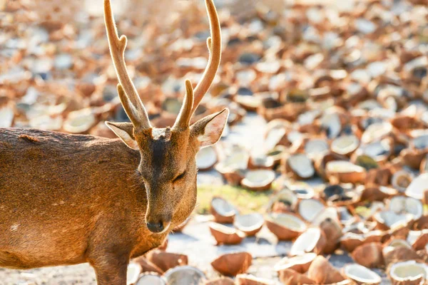 A portrait of Hog Deer is on a drying pavement.