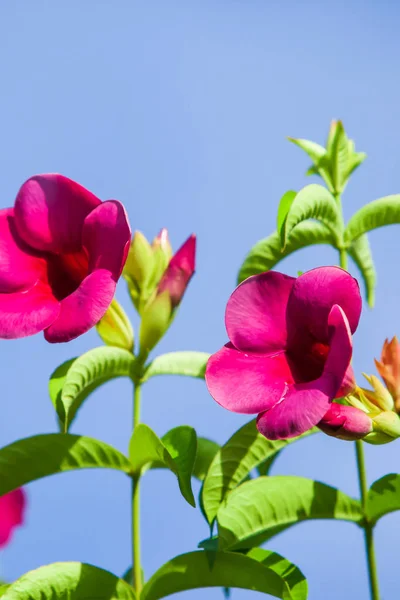 Flores rosas calientes están en flor contra el cielo azul . — Foto de Stock