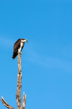 Ölü ağaca tünemiş bir Osprey.