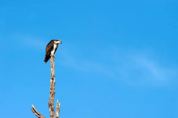 一只鱼鹰栖息在枯树上. — 图库照片