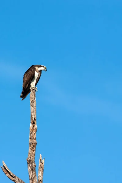 Ein Fischadler hockt auf dem toten Baum. — Stockfoto