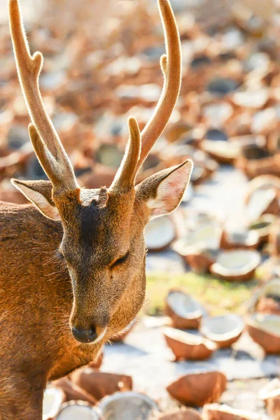 Ett porträtt av Hog Deer är på en torktrottoar. — Stockfoto