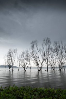 Gizemli Orman Gölü.
