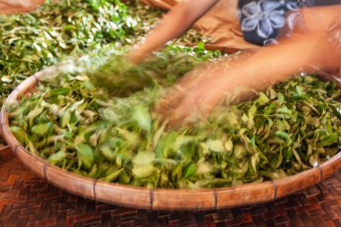 Bambu sepetindeki yapraklardan nem çıkaran kadın bir çay çiftçisi..