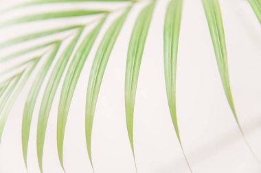 Beyaz arkaplanda palmiye yaprakları izole.