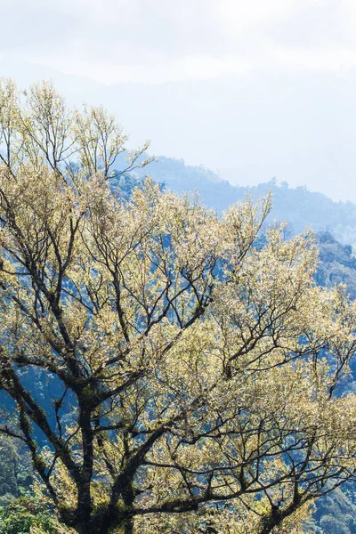 Arte de ramas de árboles tropicales en primavera . —  Fotos de Stock