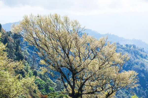 Arte de ramas de árboles tropicales en primavera . —  Fotos de Stock