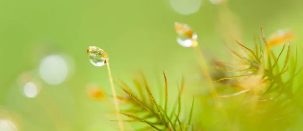 Zuiver water druppels in mos en tropische planten. — Stockfoto
