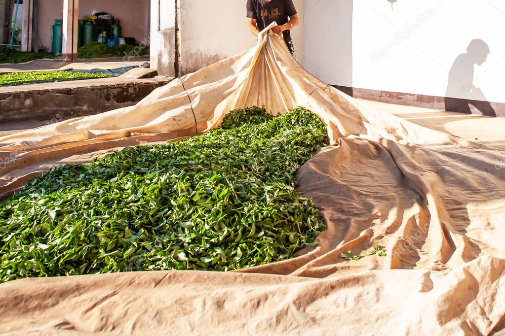 Tea farmer laying the leaves on fabric at courtyard for natural drying.