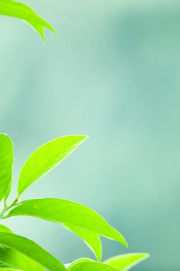 Doğal arka planda yeşil tropikal yapraklar.