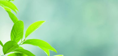 Doğal arka planda yeşil tropikal yapraklar.