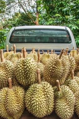 Mevsimlik Durian meyve hasadı.