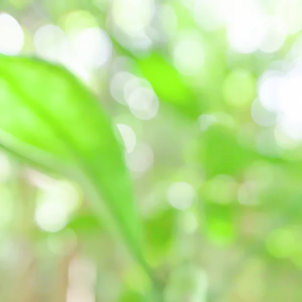Young green leaves in a tropical forest. — Stockfoto