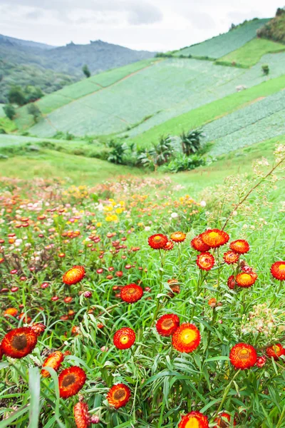Blühendes Gänseblümchen in einem Tal. — Stockfoto