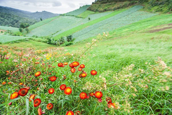 Marguerite fleurie dans une vallée . — Photo