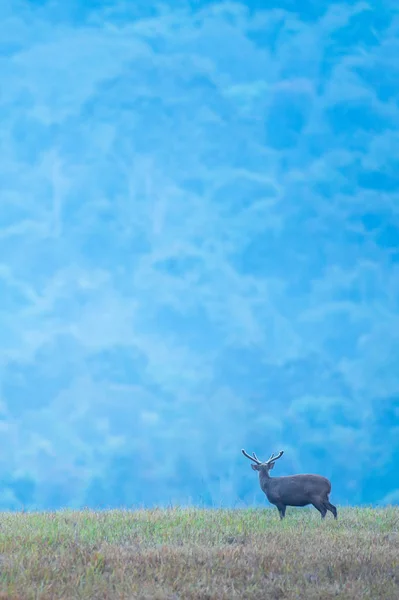 Ein männliches Reh entspannt sich in der Abenddämmerung auf der Wiese. — Stockfoto