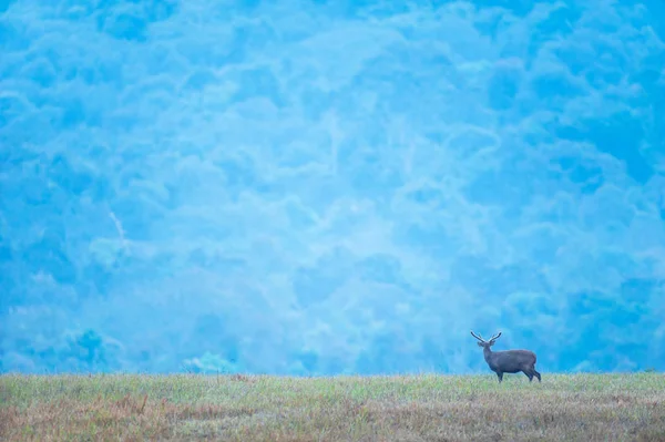 夕暮れ時に草原でリラックスしたオスのホッグ鹿. — ストック写真