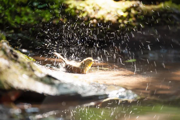 Пухлый Бюльбюль наслаждается купанием в пресной воде . — стоковое фото