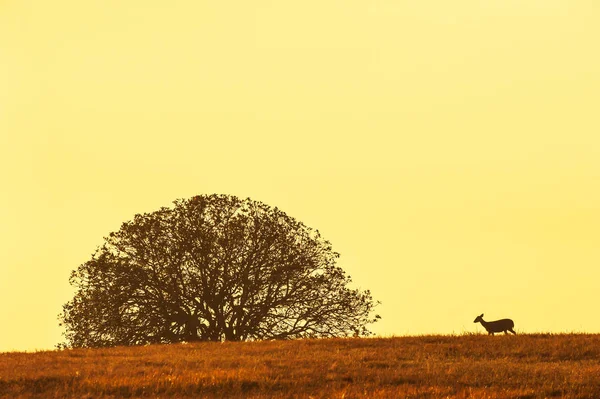 Hog deer walking on the grassland at dusk. — ストック写真