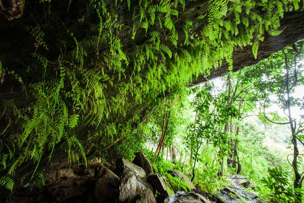 Fantastica grotta antica nella foresta tropicale . — Foto Stock
