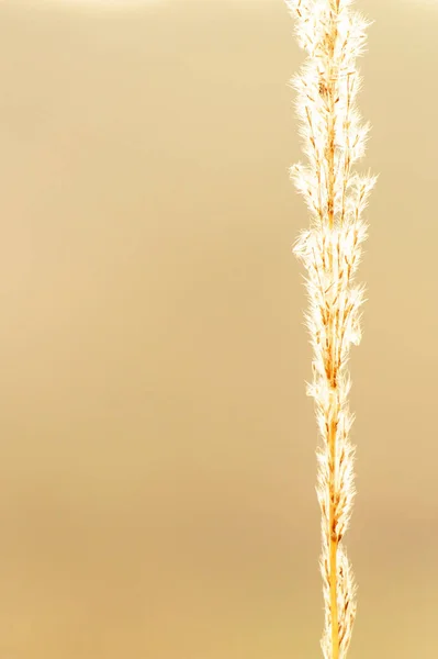Reed λουλούδι σε θολή φόντο. — Φωτογραφία Αρχείου
