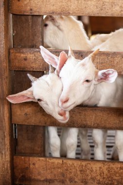 Ahşap bölmede oynayan sevimli çift beyaz keçi..