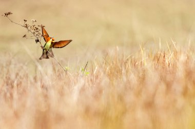Kestane kafalı çift yabani ağacın dalında çiftleşiyorlar..