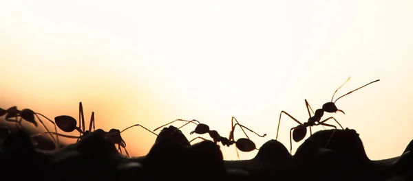 Колонія зелених мурашок розмовляє на виноградній лозі.. — стокове фото