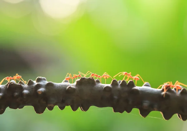 Green Ants having a conversation on a vine.