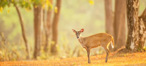 A first steps of a fawn on summer morning. — Stock Photo, Image