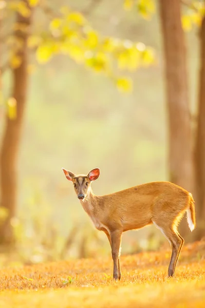 A first steps of a fawn on summer morning. — ストック写真