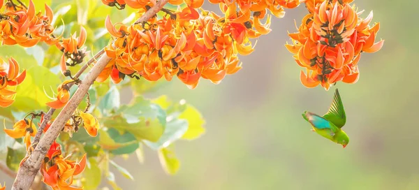 Un perroquet pendu se nourrissant de fleurs sauvages . — Photo