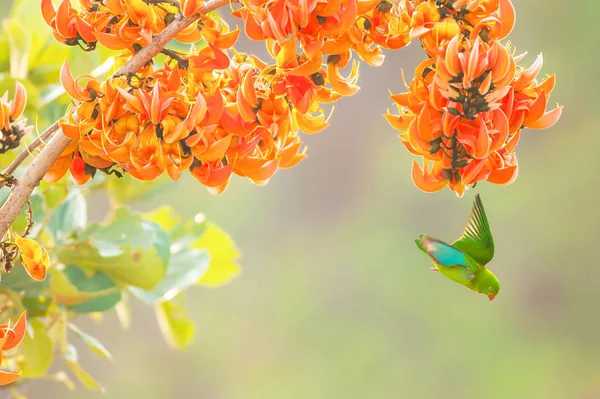 Ein frühlingshafter Hängepapagei, der sich von Wildblumen ernährt. — Stockfoto