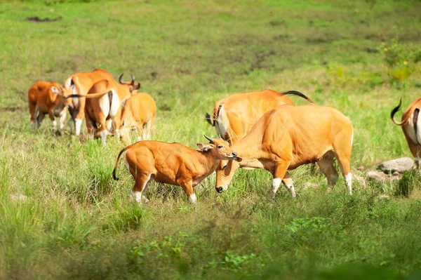 Eine Herde Bantengs entspannt sich während sie sich von Salzlecken ernähren. — Stockfoto