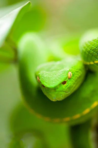 Vogels Green Pit Viper is on the wild tree. — Stock Photo, Image