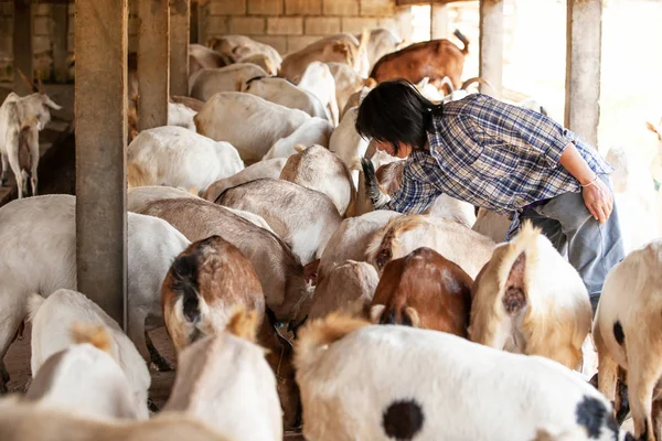 농장에서 염소를 기르는 암 농부. — 스톡 사진