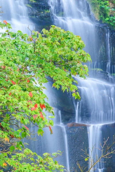 Vackra lönnlöv och vattenfall. — Stockfoto