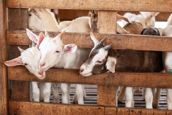 Niño encantador cabras blancas jugando en puesto de madera . — Foto de Stock