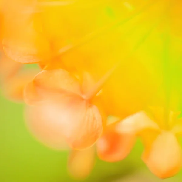 Flores florescendo Ashoka . — Fotografia de Stock