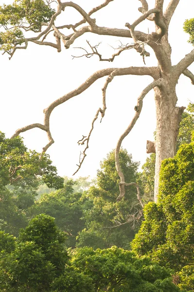 Großer Yang-Baum im immergrünen Wald. — Stockfoto