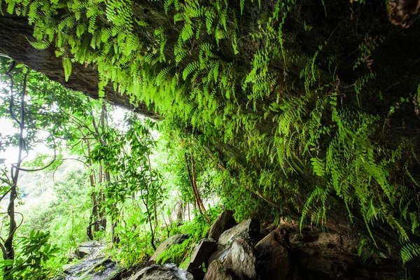 Fantastica grotta antica nella foresta tropicale . — Foto Stock