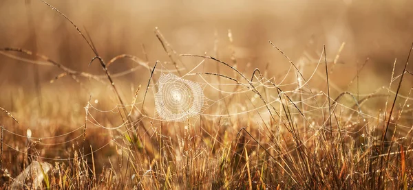 Fantastic cobweb with dew on winter morning. — Stock Photo, Image
