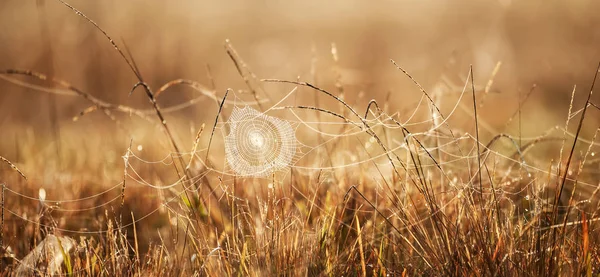 Fantastisches Spinnennetz mit Tau am Wintermorgen. — Stockfoto