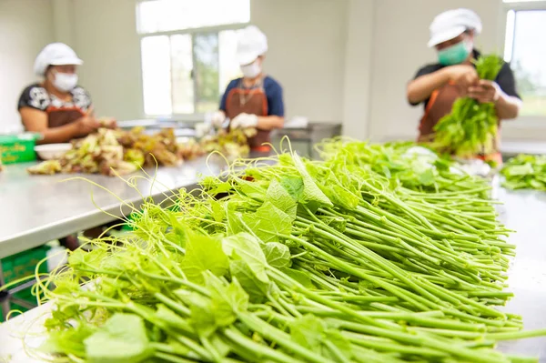 Sekelompok petani perempuan memetik dan mengemas sayuran segar . — Stok Foto