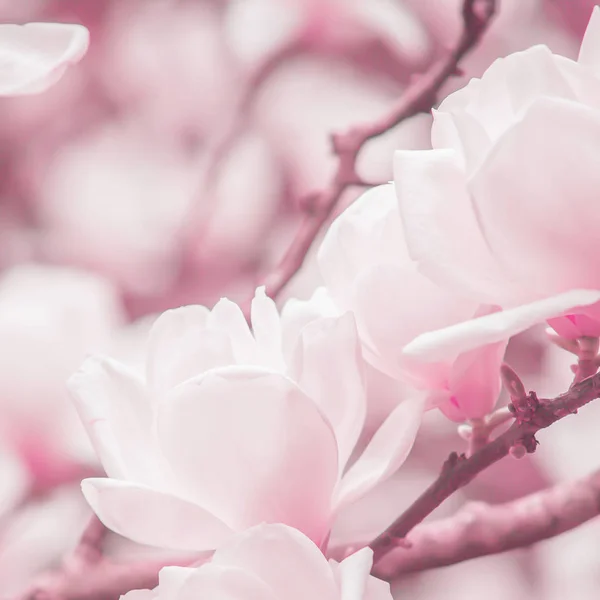 Blühende hellrosa Magnolienblüten. — Stockfoto