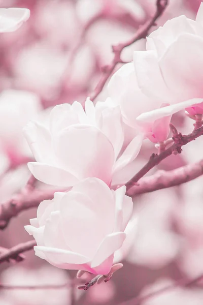 Blühende hellrosa Magnolienblüten. — Stockfoto