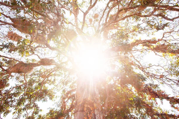 Вид знизу на велике дерево на сході сонця . — стокове фото